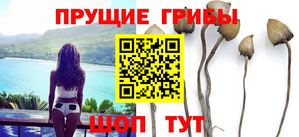 Сальск  Галлюциногенные грибы Cubensis  Вход с VPN 